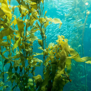 A kelp forest in the ocean.