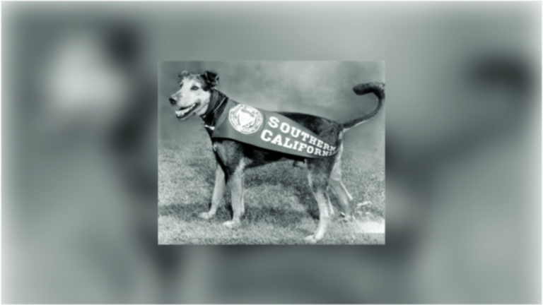 George Tirebiter I, looking majestic wearing a USC banner across his body