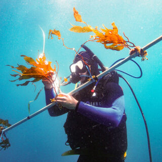 A researcher on a kelp elevator at the Wrigley institute.