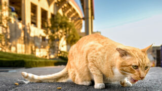Cat at the Coliseum