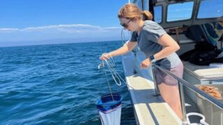 How a microscopic coastal creature may become deadlier in our changing climate