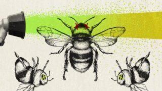 Keeping native bees buzzing requires rethinking pest control